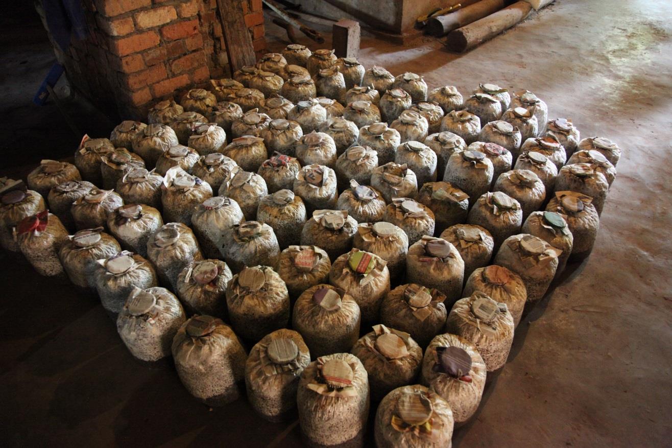 Five hundred plants will yield over 5,000 kilograms; supermarkets are waiting for the produce.