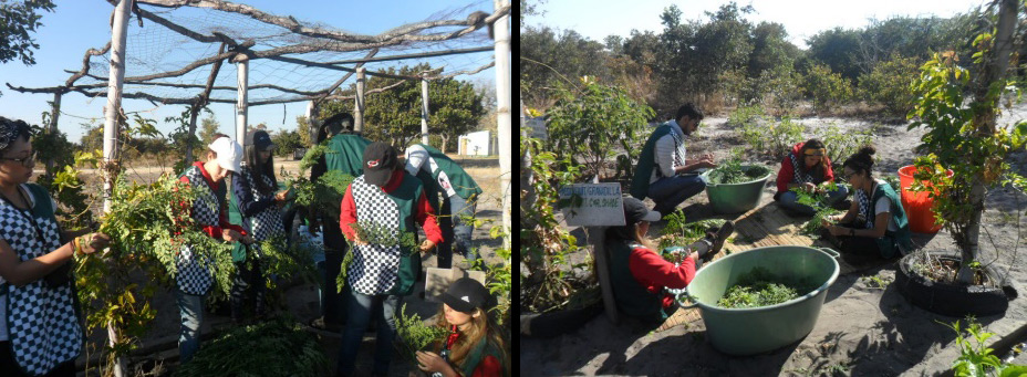 Students of the University of Monterry, Mexico visited Mother Earth to learn about the process and benefits of Moringa.