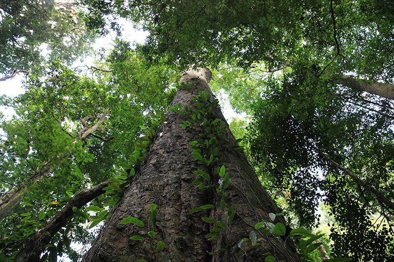 The colossus in Tanzania has matched Africa&rsquo;s previous tree-height record established by a specimen of the introduced Sydney blue gum (Eucalyptus saligna) in Limpopo, South Africa, which died in 2006.